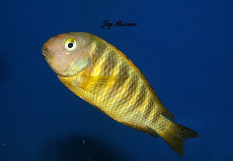 Tropheus brichardi 'Ujiji'